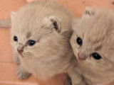 5 chatons British Shorthair lilas et fawn à réserver