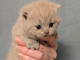 5 chatons British Shorthair lilas et fawn à réserver