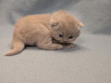 5 chatons British Shorthair lilas et fawn à réserver