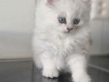 Chaton de type British Longhair mâle à vendre