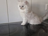Chaton de type British Longhair mâle à vendre