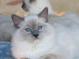 À vendre 5 Femelles Ragdoll blue point Chatons LOOF