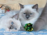 À vendre 5 Femelles Ragdoll blue point Chatons LOOF