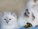 À vendre 5 Femelles Ragdoll blue point Chatons LOOF