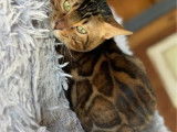 Mâle Bengal brown TAO adulte LOOF disponible immédiatement