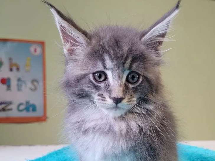 Chatons Maine Coon mâles LOOF d’avril 2025 disponibles