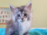 Chatons Maine Coon mâles LOOF d’avril 2025 disponibles