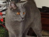 4 Chatons Chartreux dont femelles et mâle LOOF disponibles