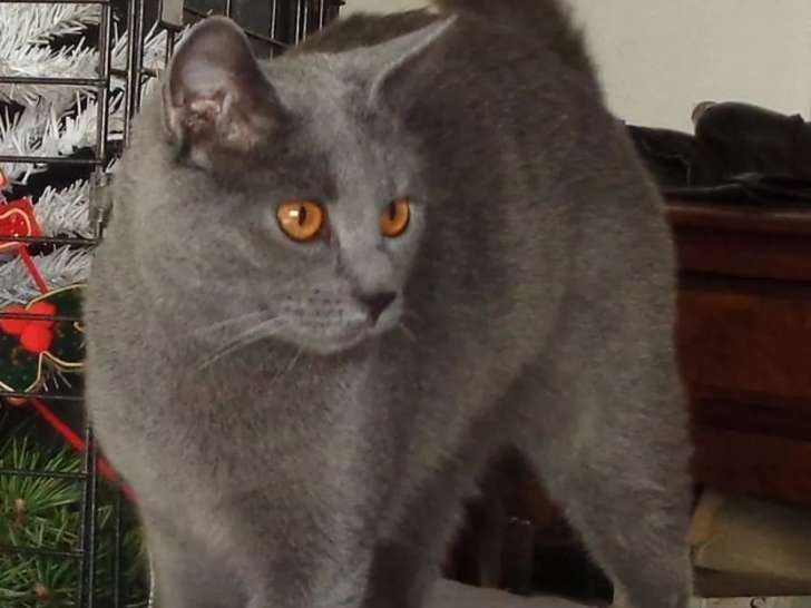 4 Chatons Chartreux dont femelles et mâle LOOF disponibles