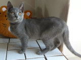 4 Chatons Chartreux dont femelles et mâle LOOF disponibles
