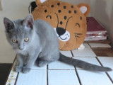 4 Chatons Chartreux dont femelles et mâle LOOF disponibles