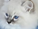4 Chatons Ragdoll blue point et tabby LOOF disponibles