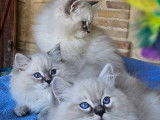 4 Chatons Ragdoll blue point et tabby LOOF disponibles