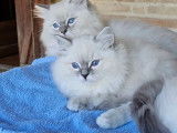 4 Chatons Ragdoll blue point et tabby LOOF disponibles