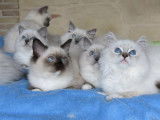 4 Chatons Ragdoll blue et seal Chatons disponibles