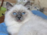 4 Chatons Ragdoll blue et seal Chatons disponibles