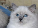 4 Chatons Ragdoll blue et seal Chatons disponibles