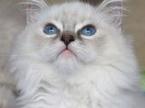 4 Chatons Ragdoll blue et seal Chatons disponibles