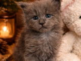 Trois Chatons Maine Coon blue smoke LOOF Réservation
