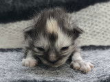 1 Femelle Maine Coon Chaton LOOF Réservation Disponible Juin