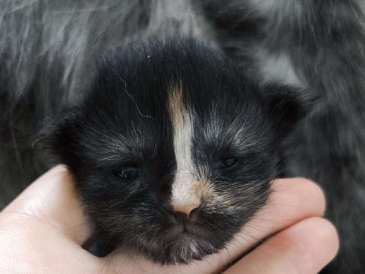 1 Femelle Maine Coon Chaton LOOF Réservation Pour Juin