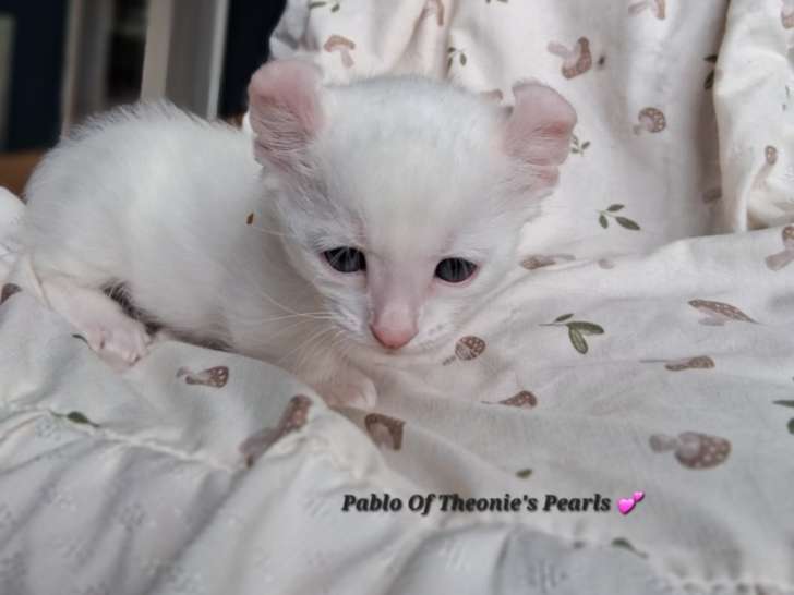 Chaton Jagarundi Curl à vendre