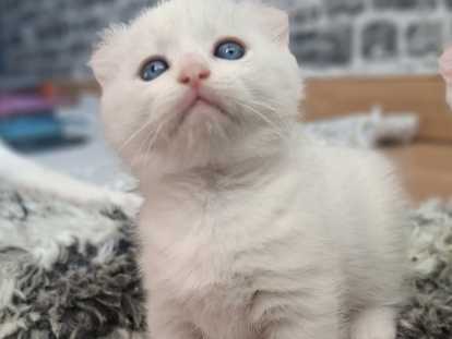 Chaton pattes courtes, Rare