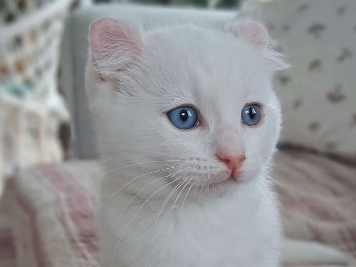 Chaton pattes courtes, Rare