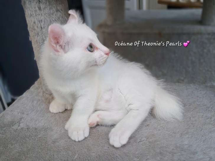 Chaton pattes courtes, Rare