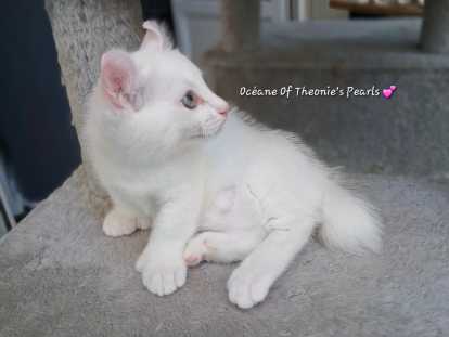 Chaton pattes courtes, Rare