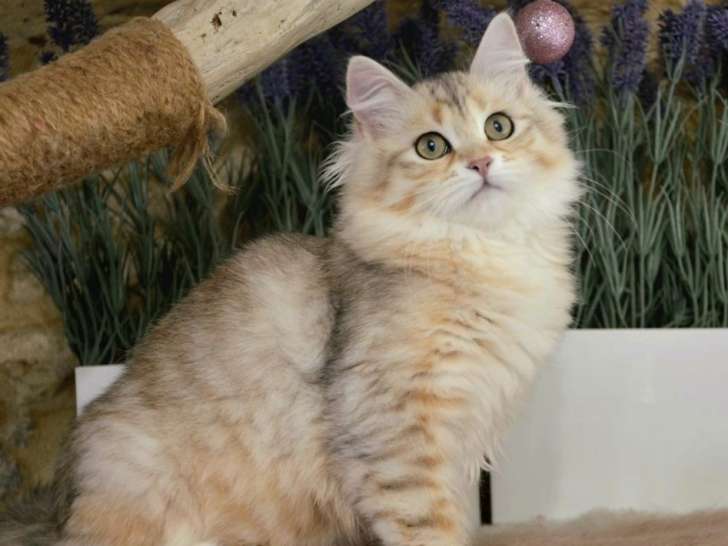 Chatonne Sibérienne bi-métal de juin 2025 à réserver