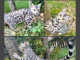 Femelle Bengal snow charcoal de 5 ans à vendre, LOOF
