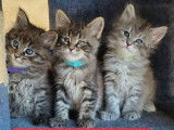 Réservation ouverte pour 5 chatons Maine Coon de janvier 2026, disponibles début avril