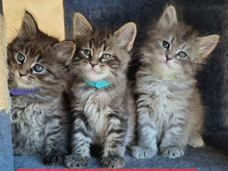 Réservation ouverte pour 5 chatons Maine Coon de janvier 2026, disponibles début avril