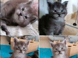 Réservation ouverte pour 5 chatons Maine Coon LOOF de février 2026