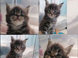 Réservation ouverte pour 5 chatons Maine Coon LOOF de février 2026
