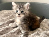 À réserver, 2 femelles Maine Coon LOOF de janvier 2026