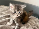 À réserver, 2 femelles Maine Coon LOOF de janvier 2026