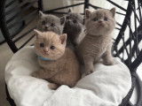 Chatonnes British Shorthair à vendre