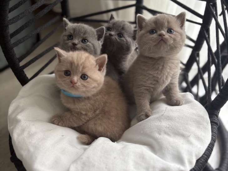 Chatonnes British Shorthair à vendre