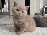 Chatonnes British Shorthair à vendre