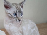Snow lynx
