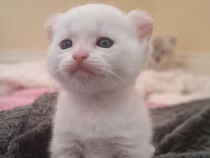 Chatons Jagarundi Curl à vendre