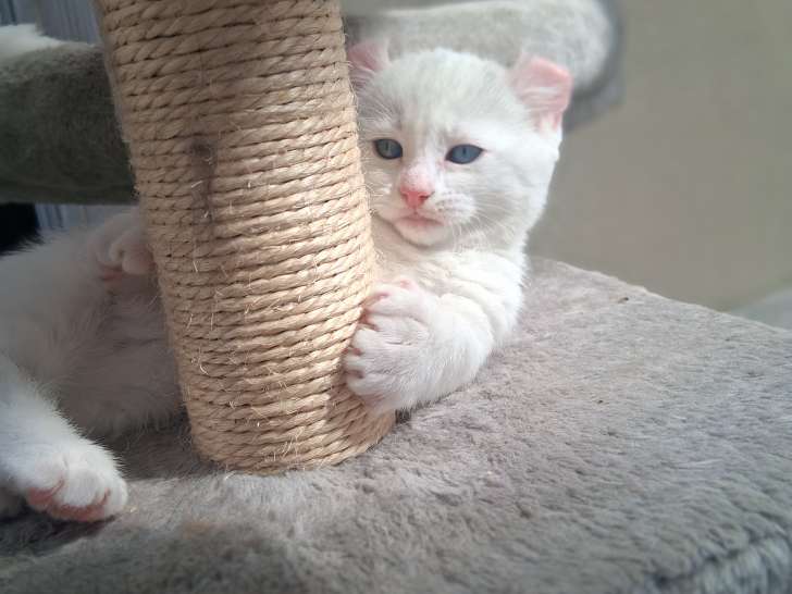 Chatons pattes courtes Rare