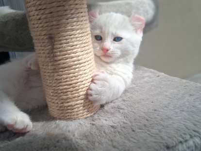 Chatons pattes courtes Rare