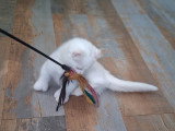 Chatons pattes courtes Rare