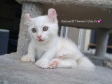 Chatons pattes courtes Rare