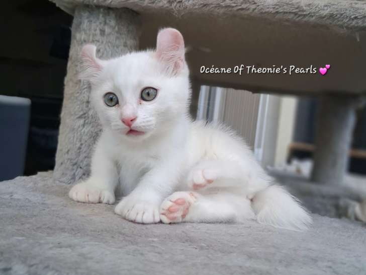 Chatons pattes courtes Rare