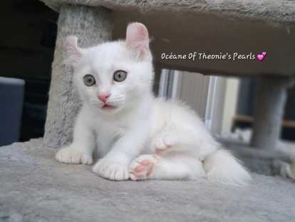 Chatons pattes courtes Rare