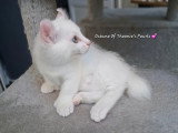 Chatons pattes courtes Rare
